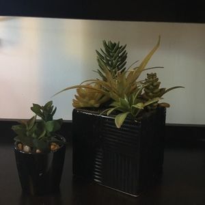 2 Decorative plants